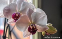 300-new-five-orchids_03202020_006