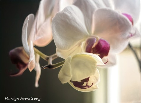 300-new-five-orchids_03202020_030