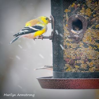 300-square-3-goldfinches-snow-birds_03202020_056