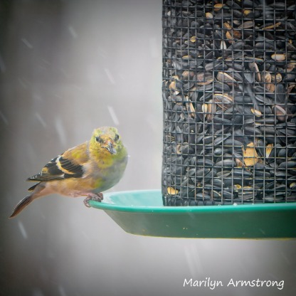 300-square-goldfinch-snow-birds_-03232020_053