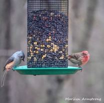 300-square-house-finch-titmouse-birds_two_03062020_073