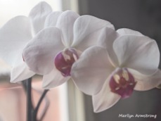 300-young-five-orchids_03162020_021
