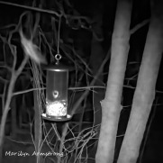 180-Square-Flying-Squirrels_04252025_613