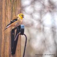 300-square-early-goldfinch-03032020_038