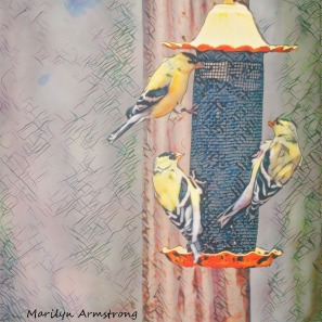 300-square-remix-sketch-goldfinches_04132020_092