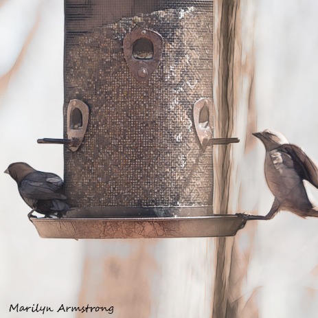 300-square-two-brown-headed-cowbirds_04192020_085