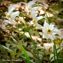 180-Narcissus-May-Garden-052020_016