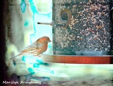 300-house-finch-birds-mid-may_05132020_014