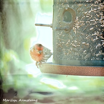 300-house-finch-birds-mid-may_05132020_016