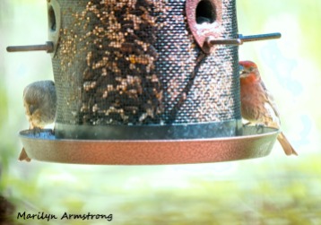 300-pair-of-house-finch-birds-mid-may_05132020_042