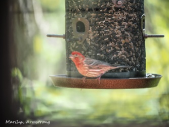 300-red-house-finch-birds-mid-may_05132020_006