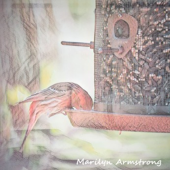 A red finch