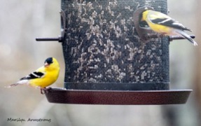 Two Goldfinch in full color