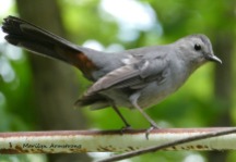 180-Gray-Bird-Mid-June-Garden_061520_013