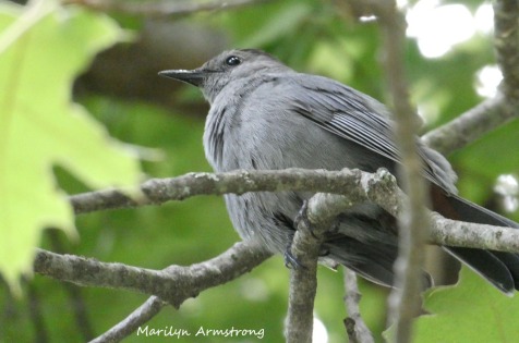 180-Gray-Bird-Mid-June-Garden_061520_023