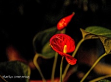 300-3-philodendron-flowers_061820_001