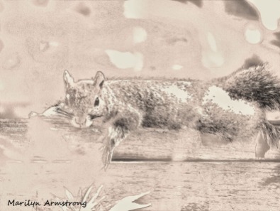 300-lounging-squirrel-at-rest_062520_012