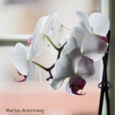 300-sqiare-orchids-indoor_garden_041820_056
