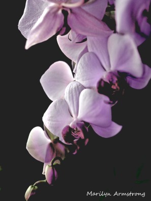 300-verticle-latest-orchids_06252020_001.