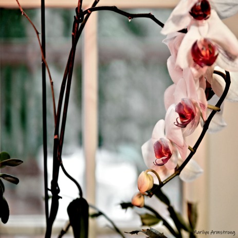 300-square-wilting-orchids_indoor_garden_062720_049