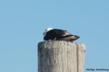 180-black-back-seagull-curley-marina-mar_071620_030