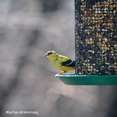 300-square-goldfinch-birds-03272019_222