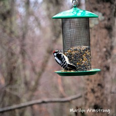 300-square-hairy-woodpecker-birds-are-back-03212019_102