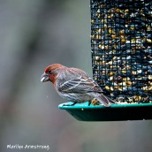 300-square-house-finch-birds-are-back-03222019_152