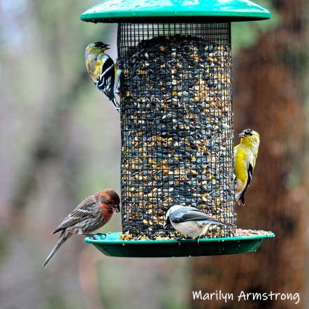 300-square-multi-colored-birds-are-back-03222019_166