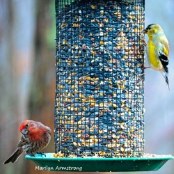 300-square-two-finches-are-back-03222019_126