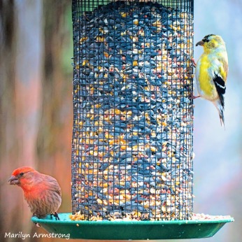300-square-two-finches-are-back-03222019_128
