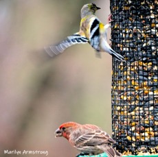 House Finch and Goldfinch