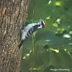 One of the many woodpeckers -- this is a Downy Woodpecker -- who worked on getting all the bugs out of the tree