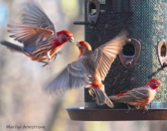 00-flying-red-finches-crop-02282020_083