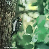 300-square-graphic-woodpecker-at-work_083020_050