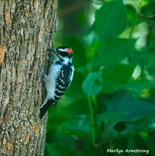 300-square-woodpecker-at-work_083020_00