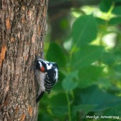 300-square-woodpecker-at-work_083020_009