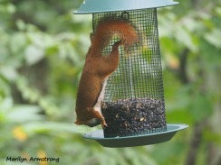 300-red-squirrels_091120_007