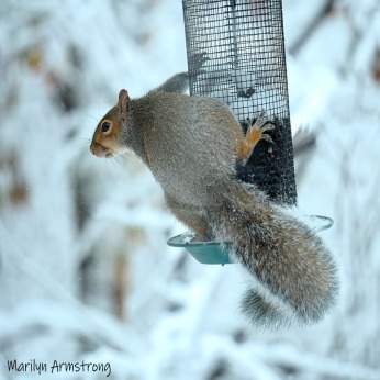 300-Square-snow-squirrel_103020_0084