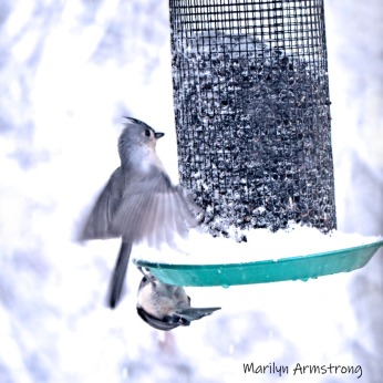 300-square-titmouses-flying-october-snow-bids_103020_194