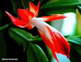 300-full-bloom-red-white-christmas-cactus-day-4_111520_0054