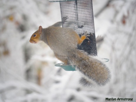 300-snowy-fat-squirrel_103020_0009