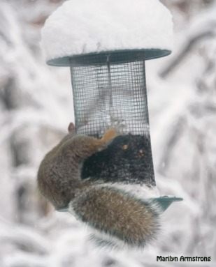 300-snowy-fat-squirrel_103020_0023