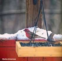 300-square-red-house-finches_120920_0020