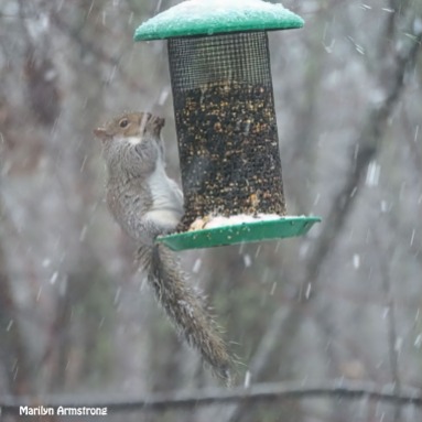 300-square-squirrel-in-snow_120520_0024