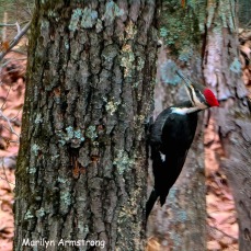180-Square-Not-So-Close_Pileated-Woodpecker_011721_0086