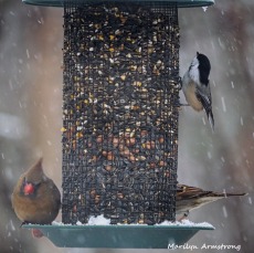 300-square-birds-cardinals-snow_012621_0082