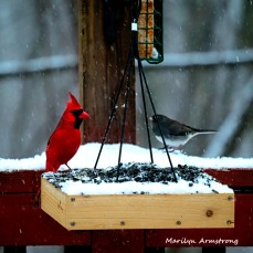 300-square-cardinals-snow_012621_0042