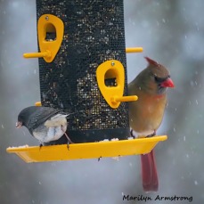 300-square-cardinals-snow_012621_0081.