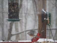 300-cardinal-flying-titmouse_more-snow_020721_0105